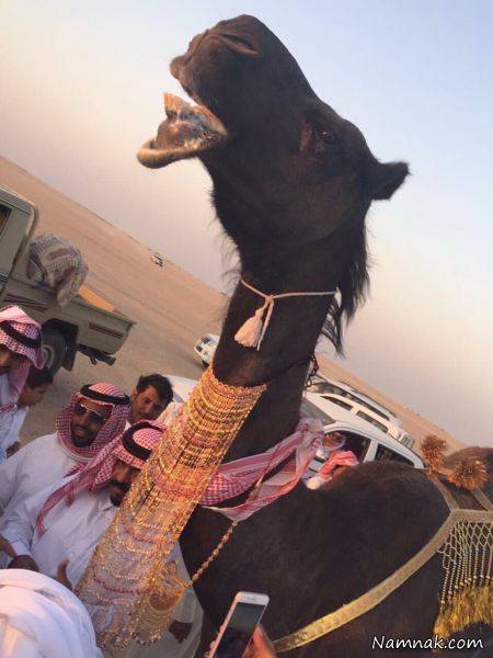 جوانان سعودی آرزوی ازدواج با این شتر را دارند!