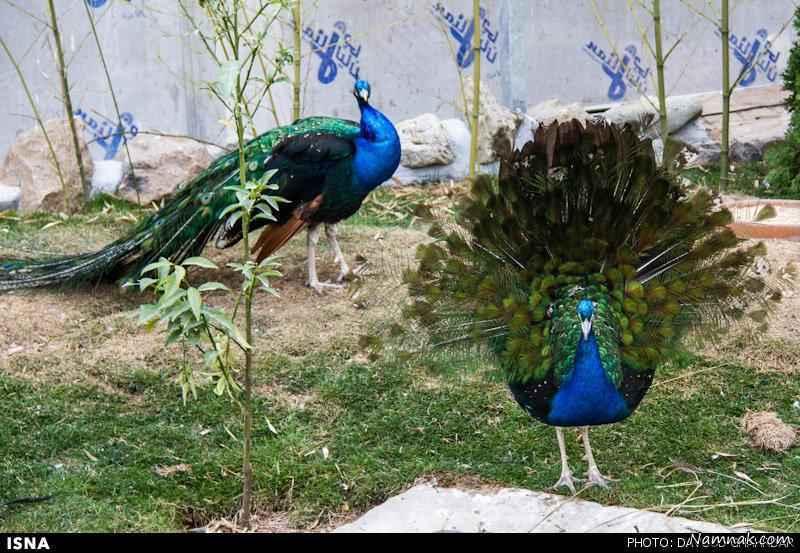 باغ پرندگان تهران |سیری در باغ پرندگان تهران
