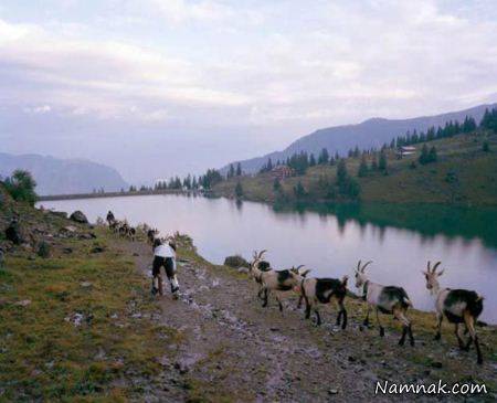 جایزه نوبل متعلق به مردی که بز شد! + تصاویر