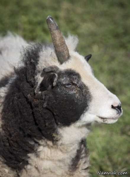 گوسفند تک شاخ مشهور شبکه های اجتماعی + تصاویر