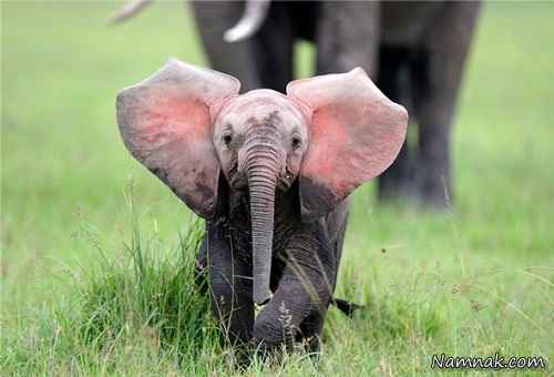 نخستین فیل صورتی در جهان! + تصاویر