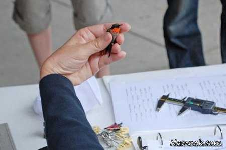 مرغ پرزنبوری کوچکترین پرنده دنیا