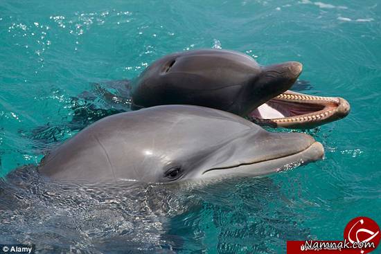 ضبط صحبت کردن دلفین ها برای اولین بار