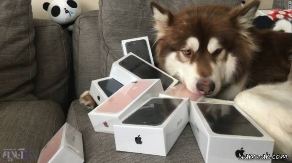8 گوشی آیفون متعلق به یک سگ! + تصاویر