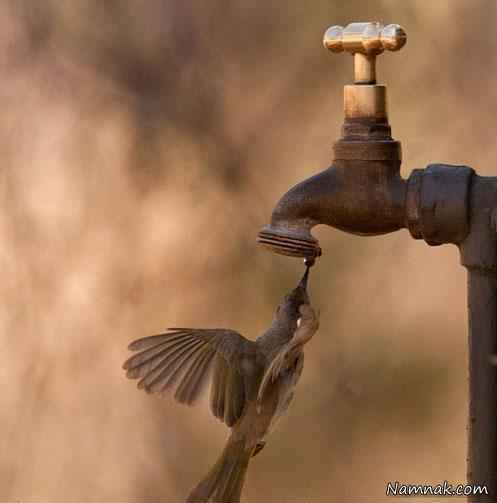 عکس هایی جالب از آب خوردن پرندگان