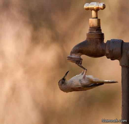 عکس هایی جالب از آب خوردن پرندگان