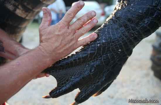 بزرگترین تمساح جهان! + تصاویر
