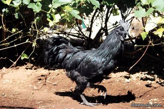 مرغ هایی با گوشت و تخم سیاه! + تصاویر