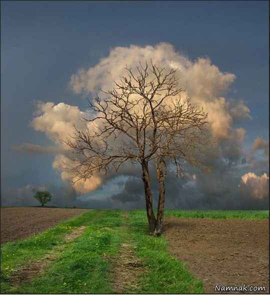 درختی که برگهایش از جنس ابر است + عکس