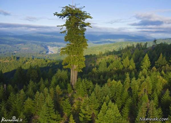 بلندترین درخت جهان دارنده رکورد گینس در آمریکا