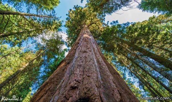 بلندترین درخت جهان دارنده رکورد گینس در آمریکا