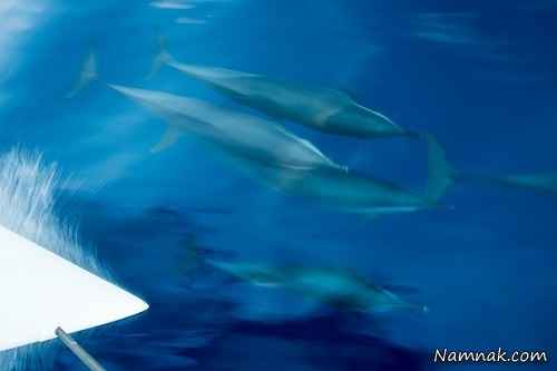 تشییع جنازه و عزاداری دلفین ها + تصاویر