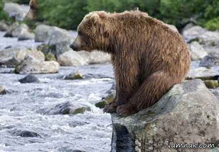 تصاویری بسیار جالب از خرس خوابالو