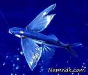 پرنده ماهی عجیب ترین جاندار دنیا!