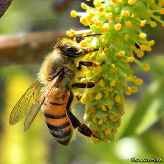 زندگی جذاب زنبور عسل + تصاویر
