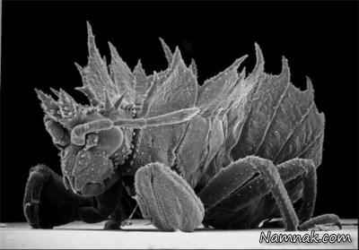 عکاسی میکروسکوپی از حشرات + تصاویر