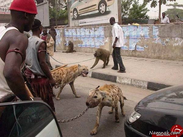 خیابان گردی آفریقایی ها با کفتار وحشی! + تصاویر