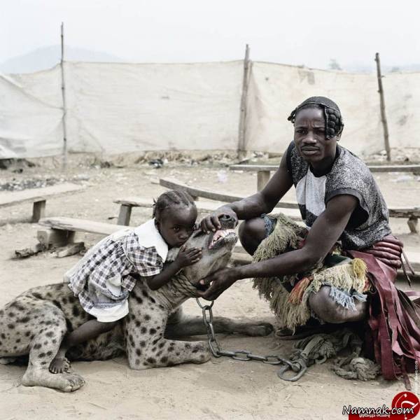 خیابان گردی آفریقایی ها با کفتار وحشی! + تصاویر