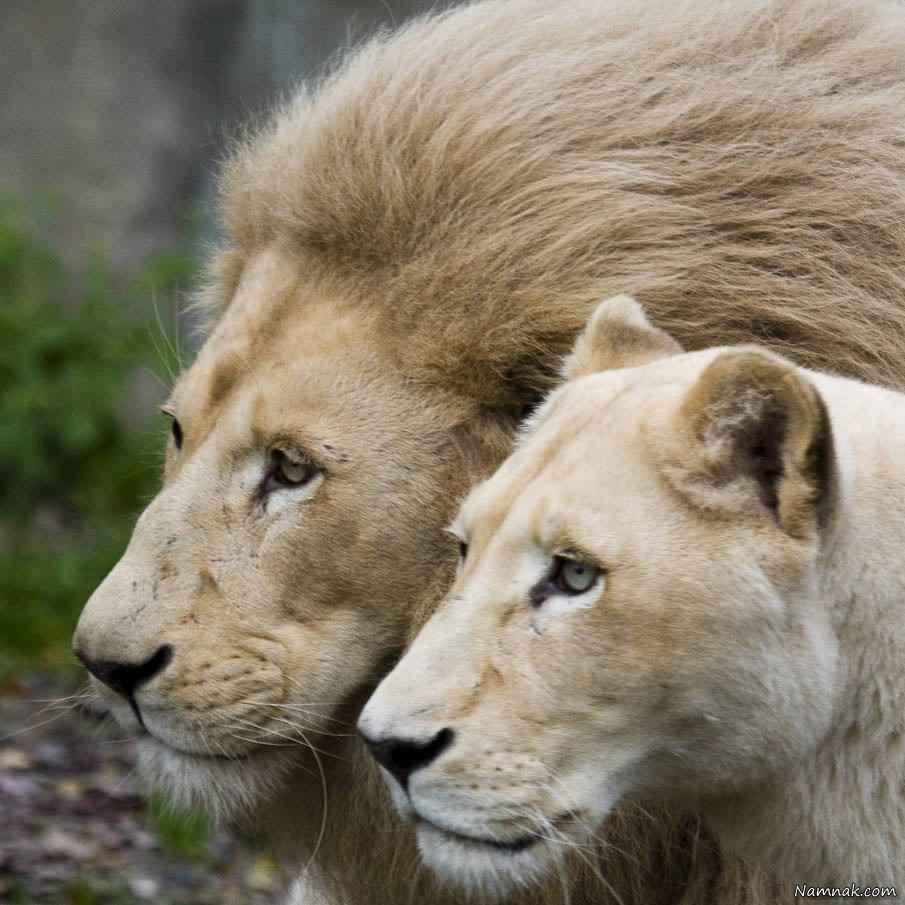 شکوه عشق در میان شیرها + عکس