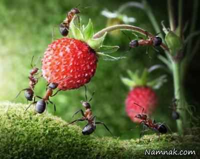 مورچه ها قویترین حیوانات خشکی! + تصاویر