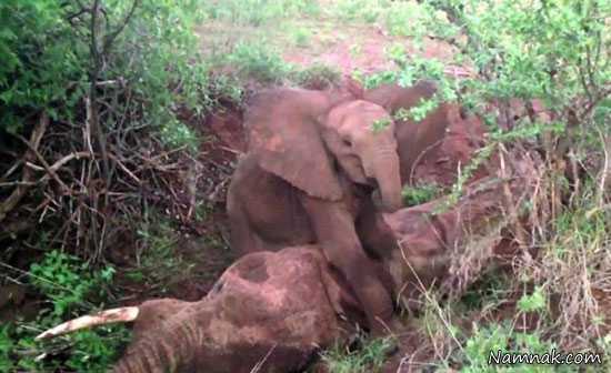 بچه فیل|واکنش بچه فیل به مرگ مادرش