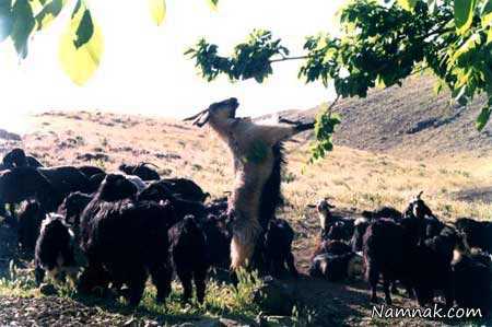 روستای فردو بهشتی فراتر از مرزها!