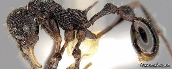 کشف گونه جدیدی از مورچه با پوزه عجیب! + تصاویر