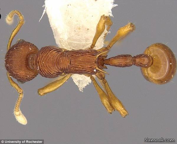 کشف گونه جدیدی از مورچه با پوزه عجیب! + تصاویر