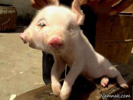 تولد عجیب ترین حیوان دنیا در چین + عکس