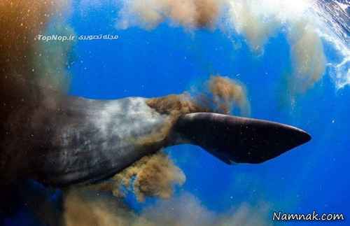تخلیه مدفوع نهنگ غول پیکر در آب!!! + عکس