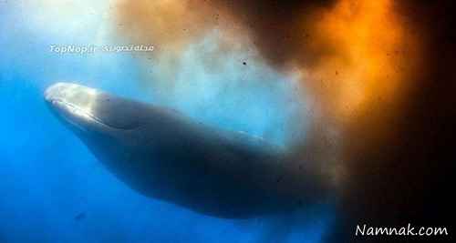 تخلیه مدفوع نهنگ غول پیکر در آب!!! + عکس