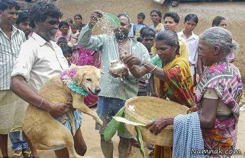 ازدواج دختر هندی با سگ برای شکستن طلسم! + تصاویر