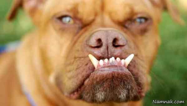 سگ | زشت ترین سگ های دنیا