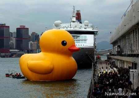 بزرگترین اردک دنیا + عکس