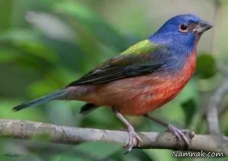 پرنده | زیباترین پرنده رنگارنگ دنیا
