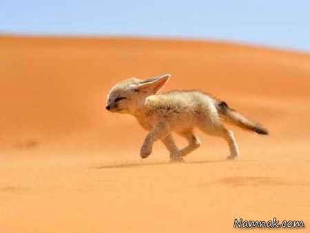 کوچک ترین روباه جهان + عکس