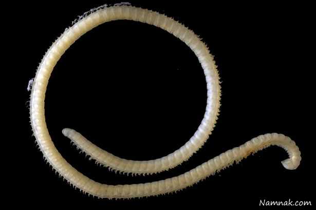 حشره عجیب , کشف موجود 414 پایی با 4 آلت تناسلی