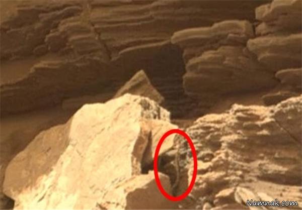کشف مار زنده در مریخ! + تصاویر