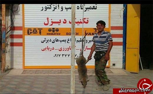شکار موش 27 کیلویی در بوشهر تکذیب شد + عکس