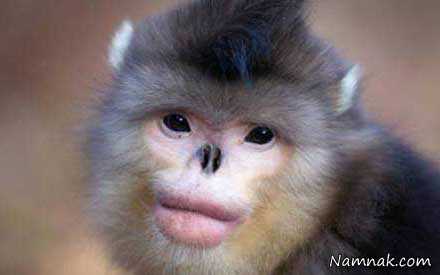 میمون دماغ عملی با لب پروتز! + عکس
