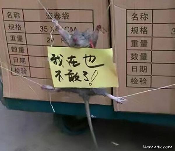 تنبیه بی رحمانه موش زنده برای دزدیدن برنج! +  عکس