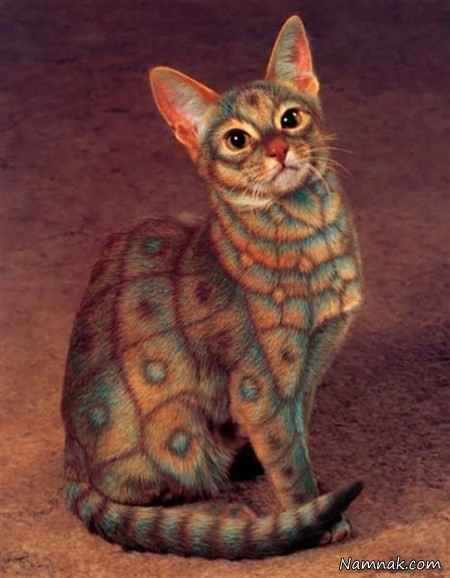 تصاویری بسیار جالب و دیدنی از گربه های رنگ شده 