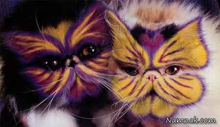 تصاویری بسیار جالب و دیدنی از گربه های رنگ شده 