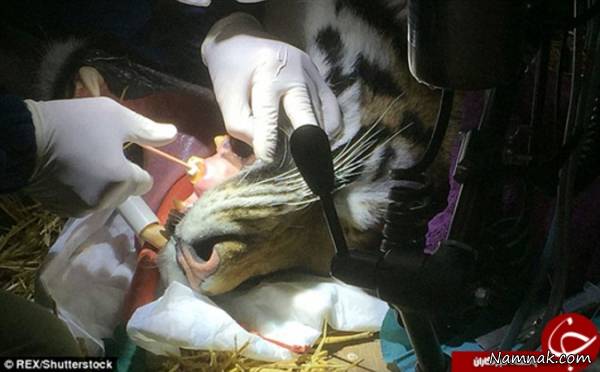مشتری این دندانپزشک شجاع یک ببر بود !