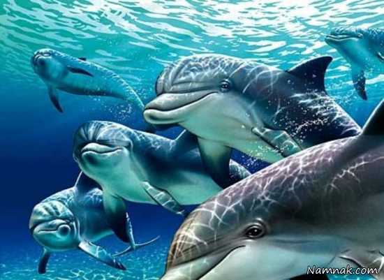 دانستنی هایی جالب درباره دلفین ها + عکس