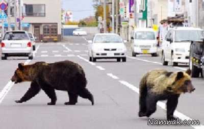 خرس های گرسنه در خیابان های ژاپن! + تصاویر