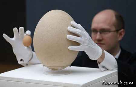 بزرگترین تخم پرنده در دنیا + عکس