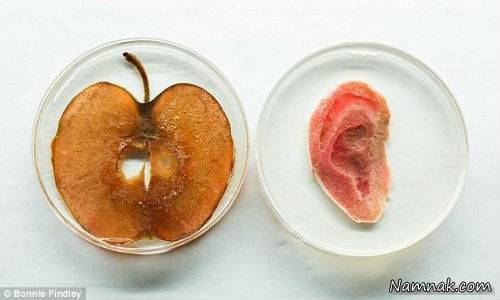 تولید گوش انسان بر روی سلول های سیب! + تصاویر