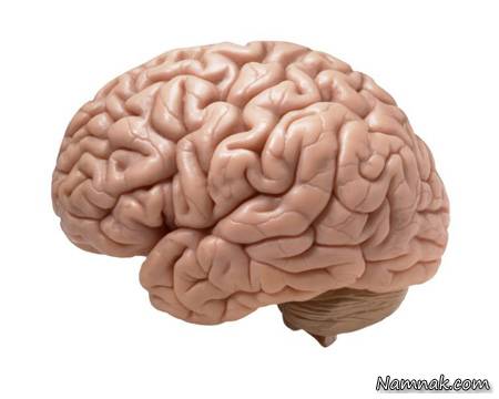 علت بزرگی مغز انسان چیست؟