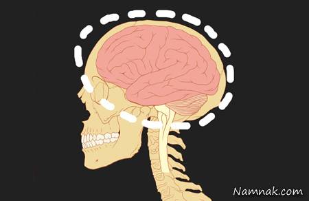 علت بزرگی مغز انسان چیست؟